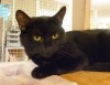 Pets of the week