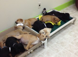 Police seek public's help identifying person who dumped puppies
