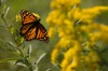 Saving the monarchs: Long live the butterfly kings