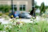 Wildlife in business park