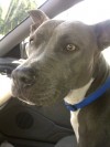 Pets of the week
