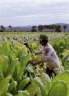 Biomeds: Man cutting tobacco leaves