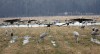 Sandhill cranes return for spring migration