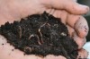 Composting is safe, natural way to increase growth