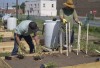 Urban garden taking root in Gary