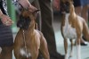 Steel City Kennel Club dog show continues today at Lake County Fairgrounds