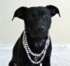 Pets of the week