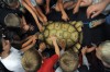 Cold-blooded creatures crawl into Chesterton