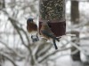Birds Enjoy Easy Dispensing of Seeds with New Feeder Designs