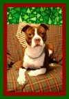 Pets of the week