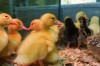 Annual flower & garden show celebrates