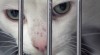 Animal shelters pounded by economy