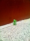 Underdogs of the plant world  