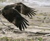 Eagles' freedom flight a testament to how far species has come