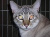 Pets of the week