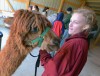 More Illinois farmers raising alpacas