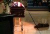 Iowa to honor slain Navy SEAL -- and dog might help