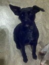 Pets of the week