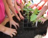 Green thumbs: Teaching Garden project hopes to instill good habits at an early age