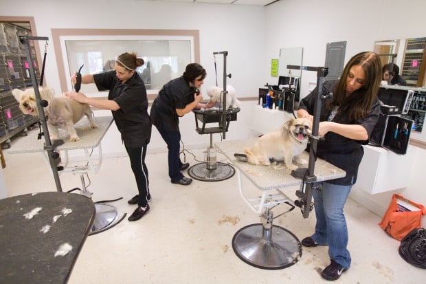 What are some good pet grooming schools?