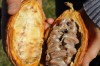 Chocolate is a gardening challenge