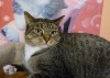 Pets of the week