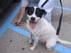 Pets of the week