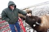Buffalo still roam in Union Township