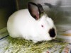 Pet of the week: Coconut