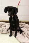 Pets of the week