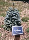 Lowell families plant tree in memory of Fuerstenbergs
