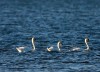 Mute swans have a checkered presence in the area