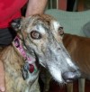 Pets of the week