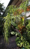 Palm and Banana Tree at Gardens on the Prairie