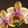 Backlit orchids