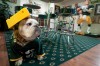 Valpo couple whose basement serves as a Packers shrine heading to Super Bowl XLV