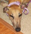 Pets of the week