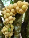 Herbal Healer: What is langsat?
