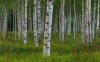 Birch Grove