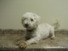 Pets of the week