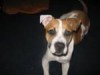 Dog taken from Lake County Government Complex lot