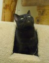 Pets of the week