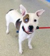 Pet of the week: Baby Girl