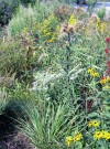 Chesterton educator lectures about restoring the earth's eco-balance with native plants