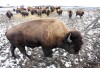 Buffalo still roam in Union Township