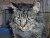 Pets of the week