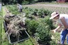Accidental gardeners
