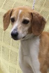 Pets of the week
