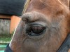 County police rescue abandoned horses 