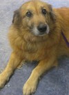 Pets of the week